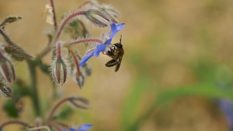 Insektenvielfalt in Mitteldeutschland